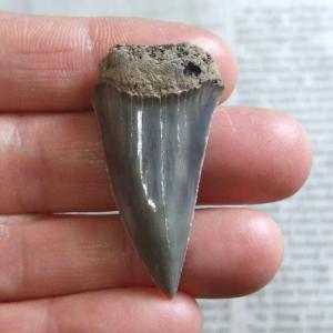大型アオザメの歯化石 （4.2cm）【現品】 - 30200zhb