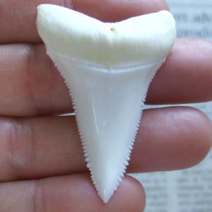 現品レア】サメの歯 ホホジロザメ（ホオジロザメ）の歯 下あご 4.9cm 