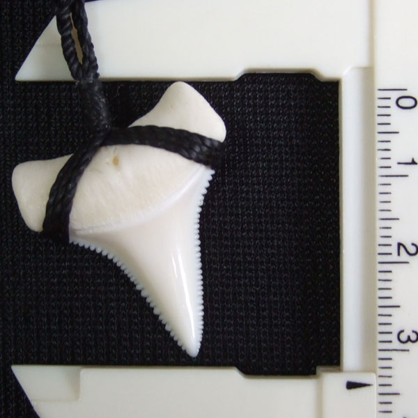 【表示現品】3.3cm 本物のホホジロザメ（ホオジロザメ） の歯ネックレス - GWP11003 - ウインドウを閉じる