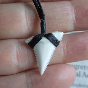 【訳ありB級品】2.3cm 本物のホホジロザメ(ホオジロザメ) の歯ペンダント - GWP11009 【訳ありB級品】2.3cm 本物のホホジロザメ(ホオジロザメ) の歯ペンダント - GWP11009