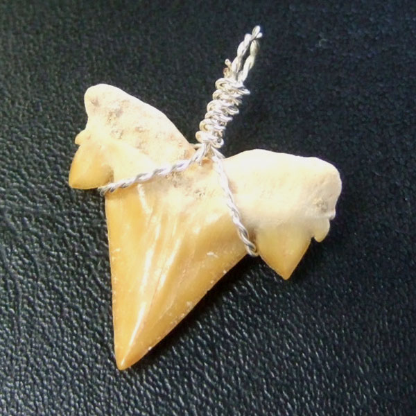 本物のサメの歯（化石）ペンダント【現品】 - 30118esa - ウインドウを閉じる