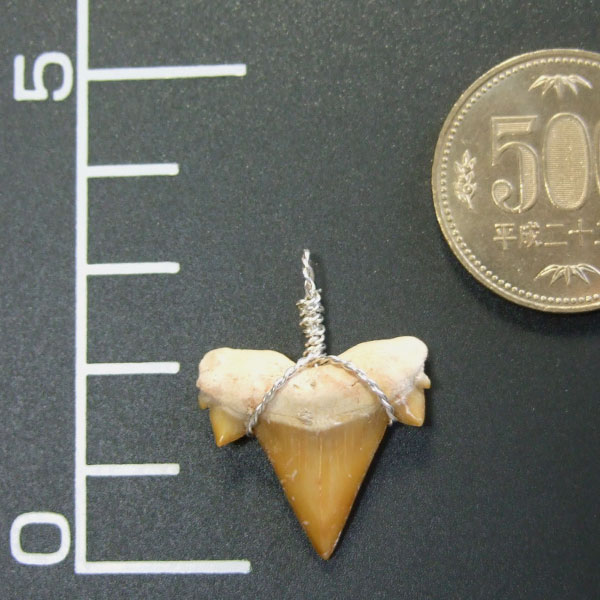 本物のサメの歯（化石）ペンダント【現品】 - 30118esa - ウインドウを閉じる