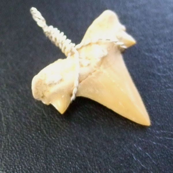 本物のサメの歯（化石）ペンダント【現品】 - 30119esa - ウインドウを閉じる