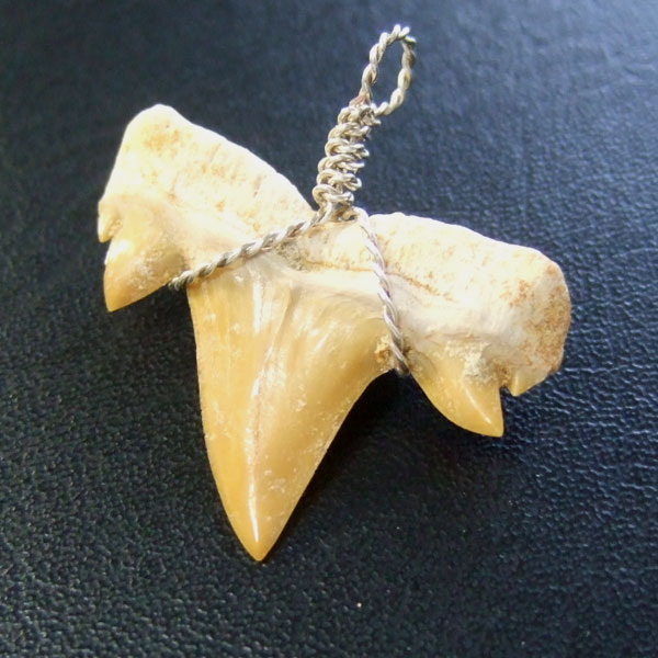 本物のサメの歯（化石）ペンダント【現品】 - 30121esa - ウインドウを閉じる