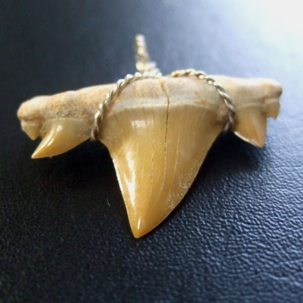 本物のサメの歯（化石）ペンダント【現品】 - 30121esa - ウインドウを閉じる
