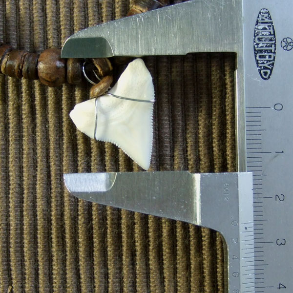 2.5cm メジロザメ 本物のサメの歯ネックレス - 20034etk - ウインドウを閉じる