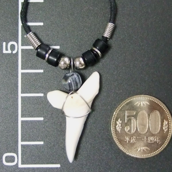 【大型 現品】3.9cm マコシャーク　本物のサメの歯ペンダントネックレス - 20070zhb - ウインドウを閉じる
