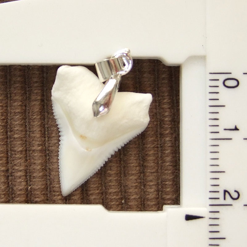 オオメジロザメ上あごの歯ペンダント中（約2.0~2.3cm） - 20457zhc - ウインドウを閉じる