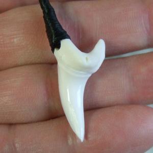 【現品】アオザメの前歯（約3.3cm）シンプルネックレス - 20571zhb - ウインドウを閉じる