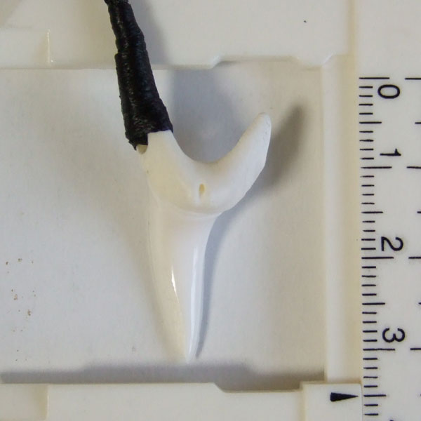 【現品】アオザメの前歯（約3.3cm）シンプルネックレス - 20571zhb - ウインドウを閉じる