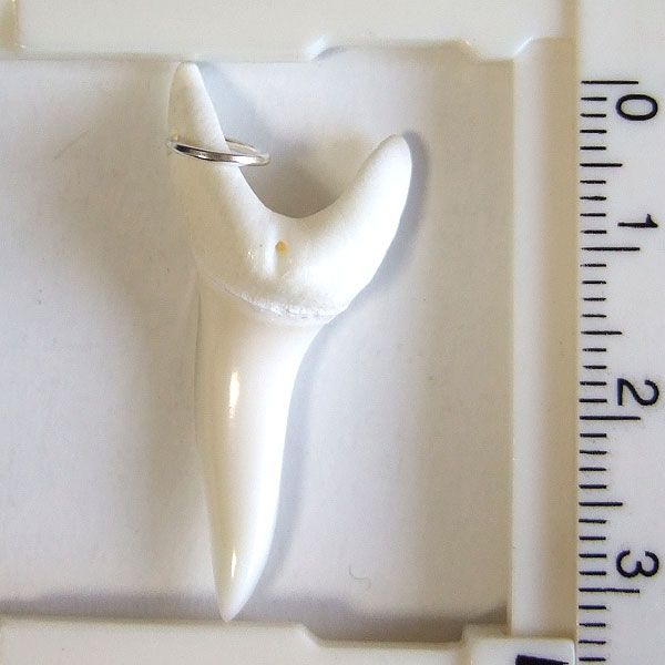 【表示現品】アオザメの歯（約3.5cm）ペンダント - 21037zhb - ウインドウを閉じる