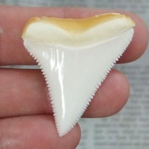 現品】サメの歯 ホホジロザメ（ホオジロザメ）の歯 上あご 4.1cm 