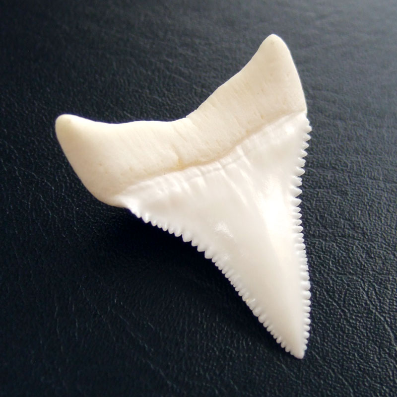 【現品】サメの歯 ホホジロザメ（ホオジロザメ）の歯 3.7cm -gw0100 - ウインドウを閉じる