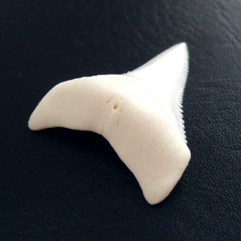 【現品】サメの歯 ホホジロザメ（ホオジロザメ）の歯 3.7cm -gw0100 - ウインドウを閉じる