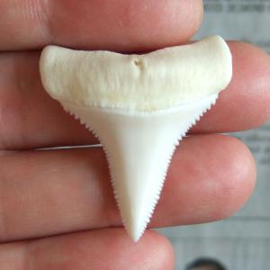 【現品】サメの歯 ホホジロザメ（ホオジロザメ）の下あごの歯 3.8cm - gw0112