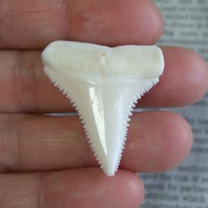 【現品】サメの歯 ホホジロザメ（ホオジロザメ）の歯 3.9cm -gw0169