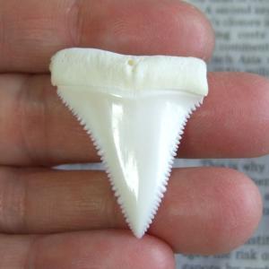 【現品】サメの歯 ホホジロザメ（ホオジロザメ）の上あごの歯 3.9cm -gw0171
