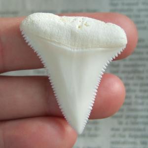【現品】サメの歯 ホホジロザメ（ホオジロザメ）の上あごの歯 4.1cm - gw0222