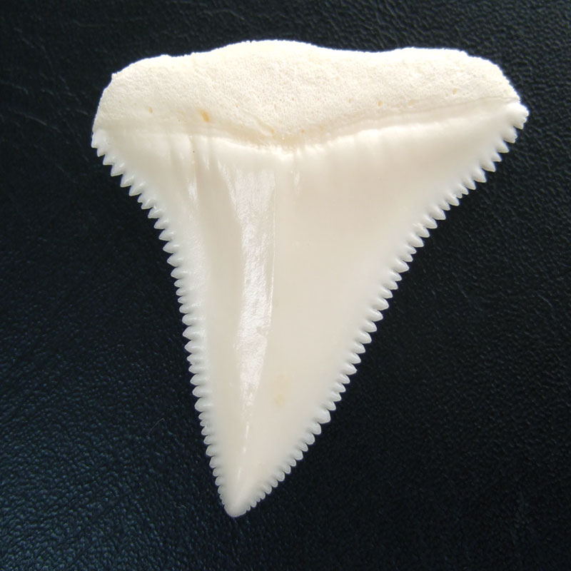 【現品】サメの歯 ホホジロザメ（ホオジロザメ）の上あごの歯 4.1cm - gw0222 - ウインドウを閉じる
