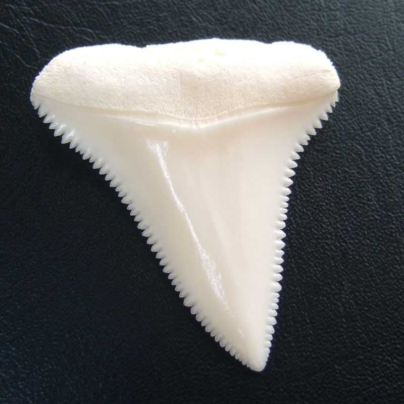 【現品】サメの歯 ホホジロザメ（ホオジロザメ）の上あごの歯 4.1cm - gw0222 - ウインドウを閉じる