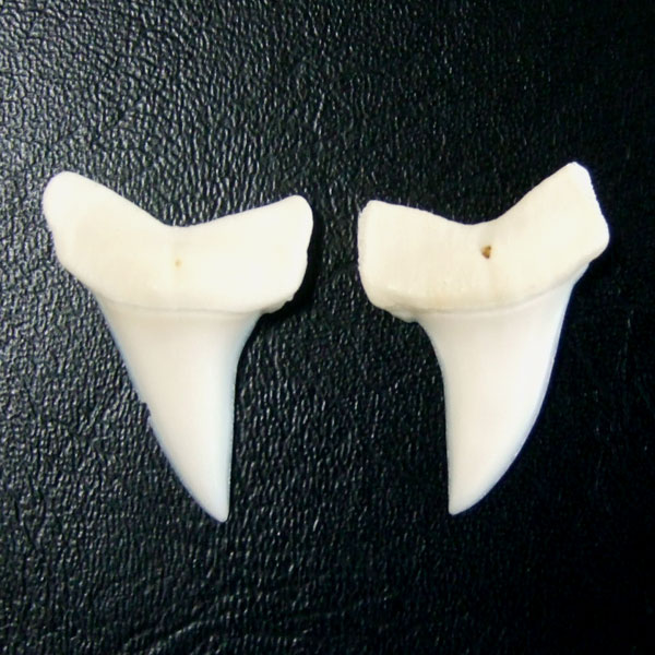 【表示現品】サメの歯 アオザメの歯　約2.5cm (左右セット) - mk0032 - ウインドウを閉じる