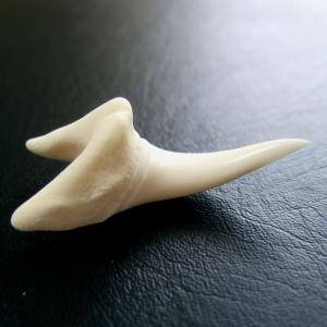 【現品】サメの歯 アオザメの歯　3.5cm - mk0038
