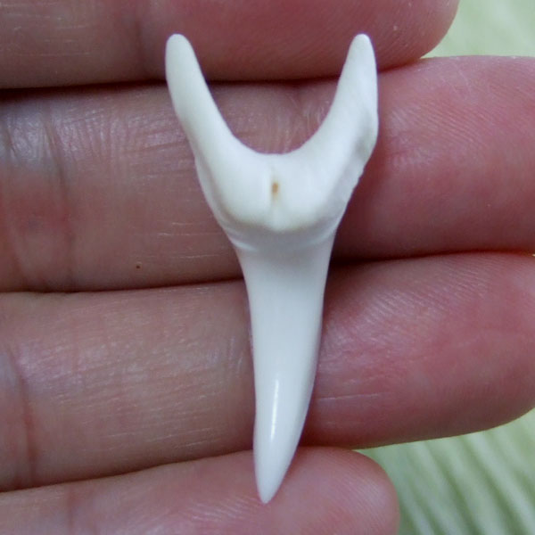 【現品】サメの歯 アオザメの歯　3.5cm - mk0038 - ウインドウを閉じる