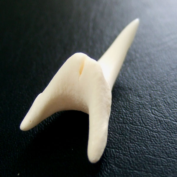 【現品】サメの歯 アオザメの歯　3.5cm - mk0038 - ウインドウを閉じる