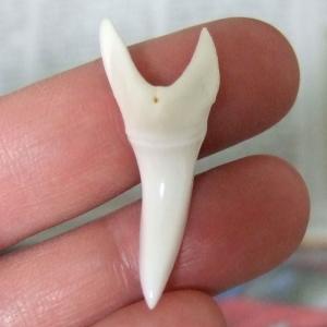 【現品】サメの歯 アオザメの歯　3.7cm - mk0047