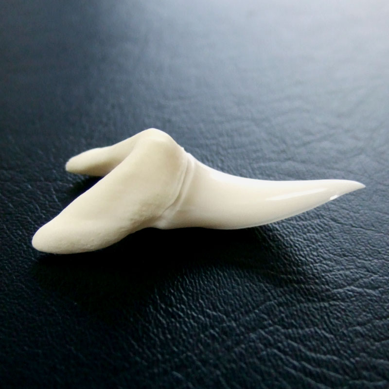 【現品】サメの歯 アオザメの歯　3.7cm - mk0047 - ウインドウを閉じる