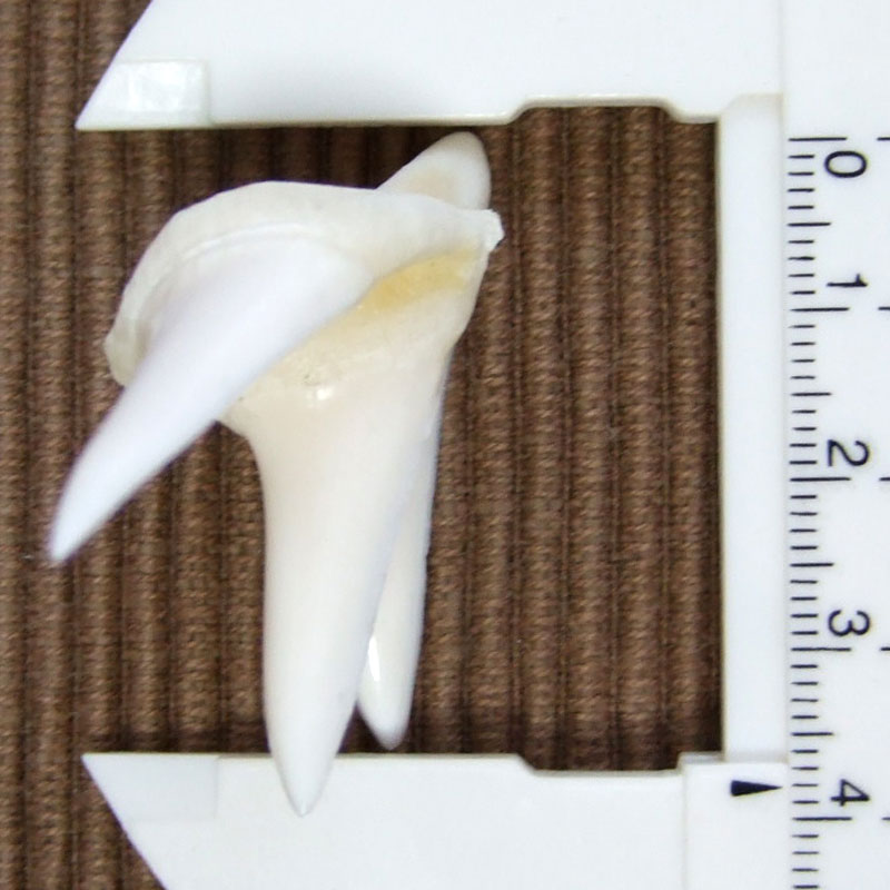 【レア物-現品】サメの歯 アオザメの歯 (3連結) - mk0244 - ウインドウを閉じる