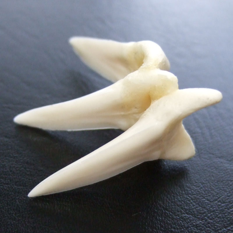 【レア物-現品】サメの歯 アオザメの歯 (3連結) - mk0244 - ウインドウを閉じる