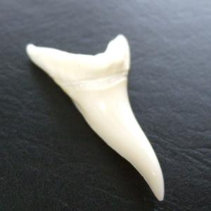 【表示現品】サメの歯 アオザメの歯　4.6cm - mk0247