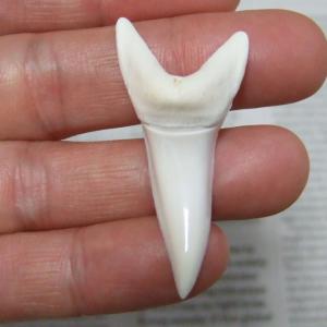 【現物レアもの】大サイズ アオザメの歯（約4.8cm） - mk0304