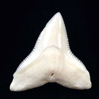 オオメジロザメ（メジロザメ科）英名：Bull
Shark (ブル・シャーク)の歯