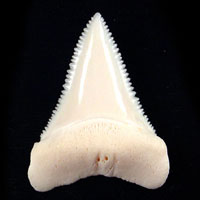 ホホジロザメ又はホオジロザメ（ネズミザメ科）英名：Great
White Shark（グレイト・ホワイト・シャーク）の歯