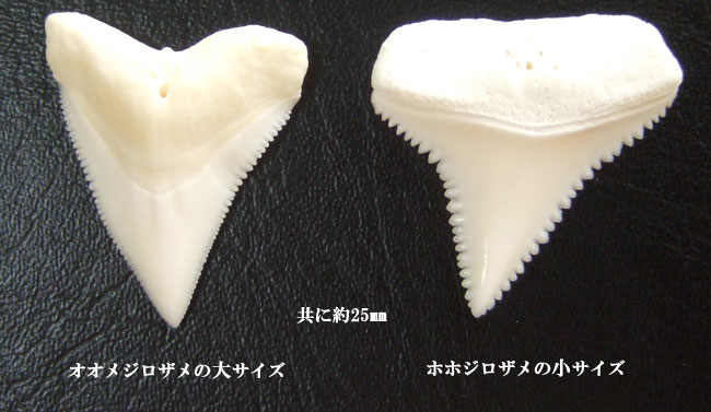 ホホジロザメとメジロザメの歯の比較