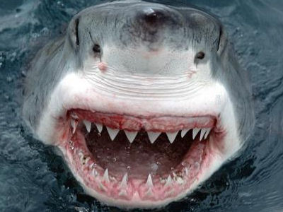 特集 ホオジロザメについて Tribal Spirits オンラインショップ ホオジロザメの歯や牙など珍しい自然素材のアクセサリー通信販売 サメの歯 狼牙 ボーンカービング