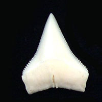 ヨゴレ（メジロザメ科）英名：　Oceanic Whitetip Shark (オーシャニック・ホワイトティップ・シャーク)の歯